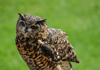Great eagle owl isolated with copy space