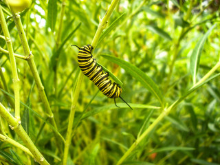 caterpillar on leaf