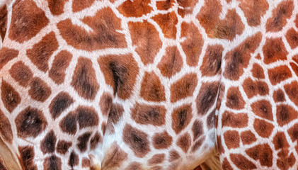 Natural pattern of giraffe fur in detail. giraffe skin, giraffa. It is is an African artiodactyl mammal, wildlife photo in safari.