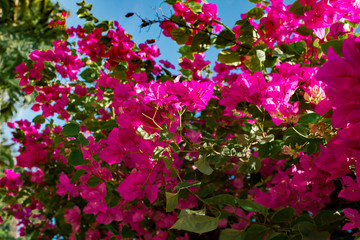 Pink flowers against the sky