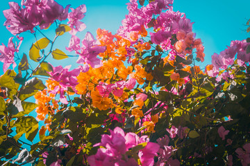 Multicolored flowers on sky background