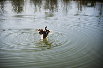 Playful wild duck on lake with spread wings