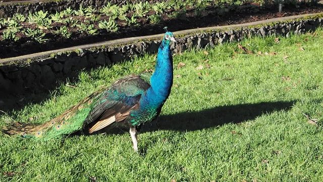 Beautiful male multi-colored peacocks walking on a green lawn and a flowerbed in the springtime in a public Beacon Hill Park, Victoria BC