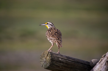 A western Meadowlark perches on a wooden fence in the prairie.