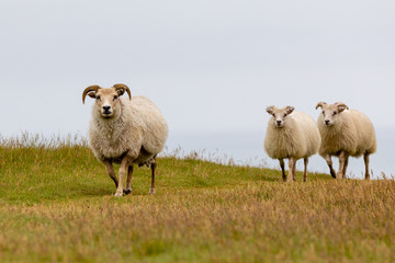 Icelandic sheep standing on a hill with copyspace