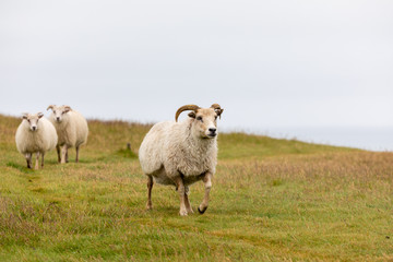 Icelandic sheep standing on a hill with copyspace