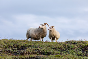 Obraz premium Icelandic sheep standing on a hill with copyspace