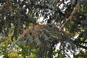 Treetop conifers with lots of cones.