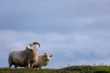 Icelandic sheep standing on a hill with copyspace