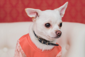 Chihuahua, 2 years old, dressed up and lying on white sofa