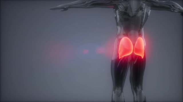 gluteus maximus - leg muscles anatomy animation