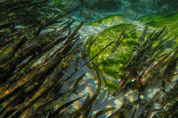Algae and see grass, underwater photography