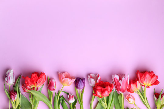 Spring floral design greeting card. Multicolored tulips border on pink surface. Mother's day, seasonal concept. Copy space.