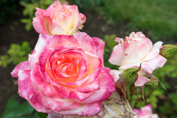 pink rose in the garden