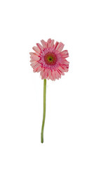 Gerbera flowers Isolated on White Background. There are Red, Pink, Yellow, gerbera.