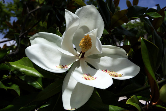 Branch of magnolia tree ( Magnolia grandiflora ) with white flower