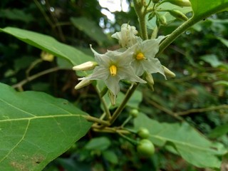 Mini eggplant (Solanum torvum) with green leaves and white flowers
