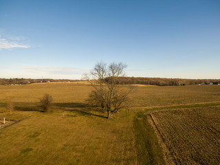 Fototapeta premium A Black Gum (Tupelo) Tree stands in a farm field in Boyds, Montgomery County, Maryland