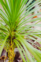 tropical exotic looking cordyline tree similar to a palm shot outdoor