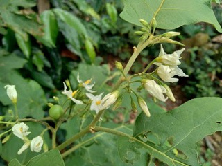 Mini eggplant (Solanum torvum) with green leaves and white flowers