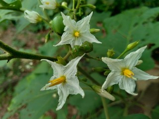 Mini eggplant (Solanum torvum) with green leaves and white flowers