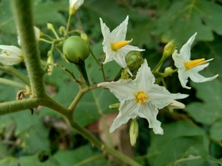 Mini eggplant (Solanum torvum) with green leaves and white flowers