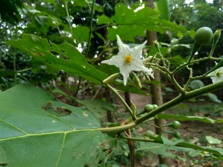 Mini eggplant (Solanum torvum) with green leaves and white flowers