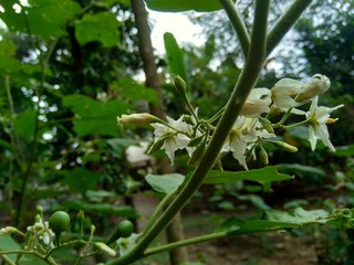 Mini eggplant (Solanum torvum) with green leaves and white flowers