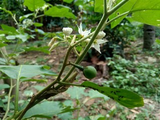 Mini eggplant (Solanum torvum) with green leaves and white flowers