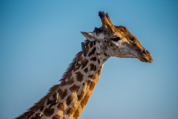 South African Giraffe in Kruger Park