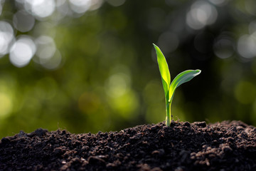 Corn seedlings are growing from the soil, Agricultural concepts.