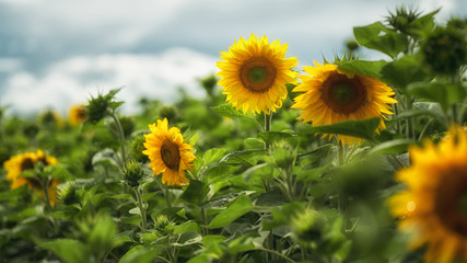 Tournesol