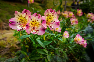 closeup of pink purple Alstroemeria or Peruvian lilies