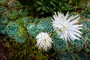 White flower with succulents in background