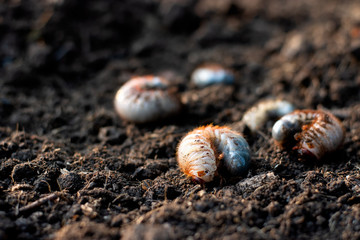 Many beetles on the ground.
