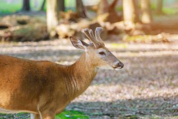 Young deer standing in a forest.