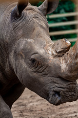 Obraz premium Big black rhino in nature close-up