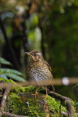 view of a beautiful bird in nature
