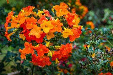 small orange flowers in a bush - Powered by Adobe