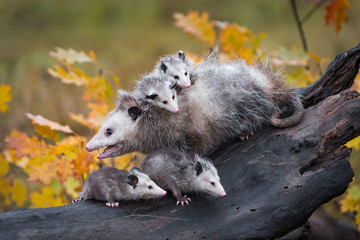 Virginia Opossum (Didelphis virginiana) Looks Left Mouth Open on Log With Joeys Autumn