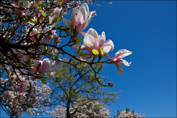 magnolia trees blossom in public park