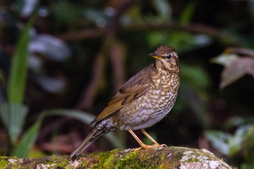 view of a beautiful bird in nature