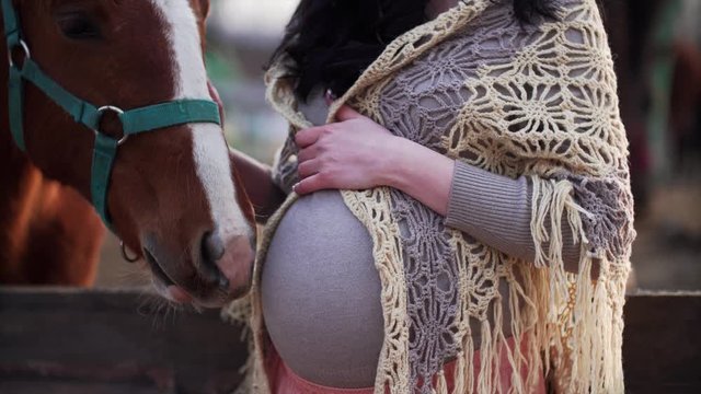 Brown horse is sniffing and touching pregnant woman's belly. Portrait of horse sniffing big belly