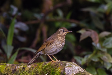 view of a beautiful bird in nature