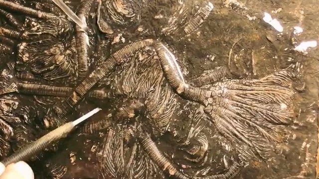 A scientist is excavating an animal fossil