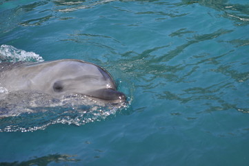 Fototapeta premium イルカ