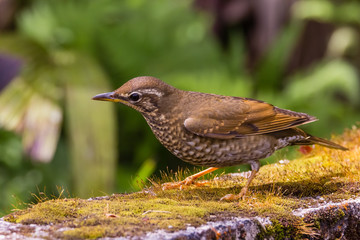 view of a beautiful bird in nature