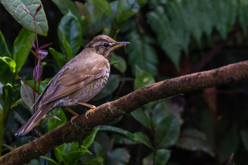 view of a beautiful bird in nature