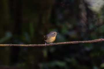 view of a beautiful bird in nature