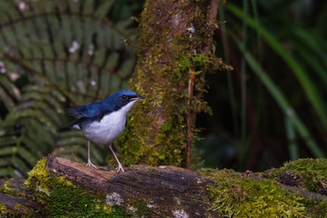 view of a beautiful bird in nature